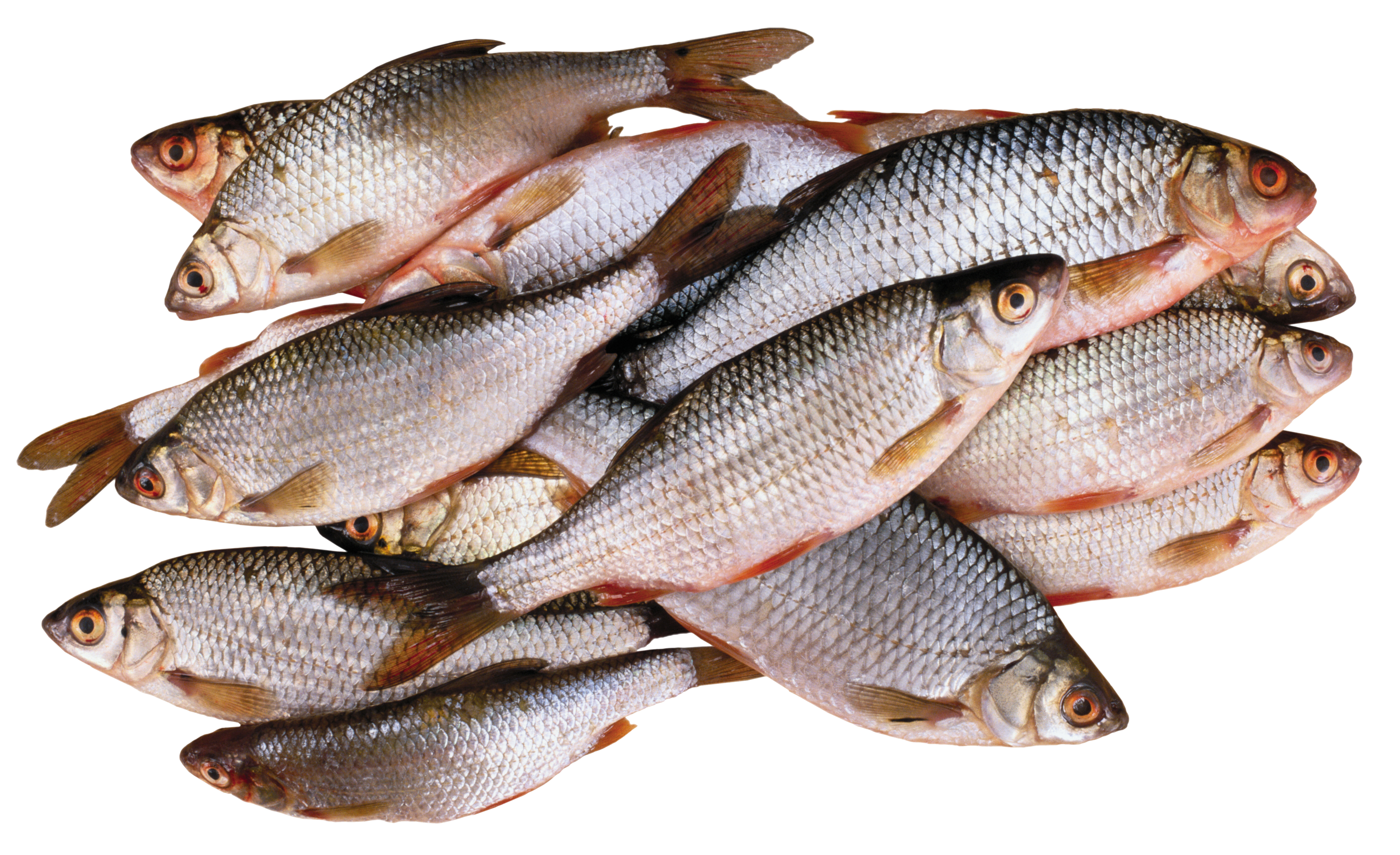 Pescado PNG