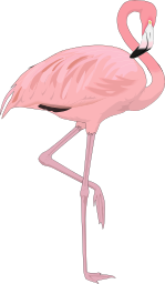 Flamingo PNG images