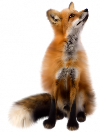 Fox PNG