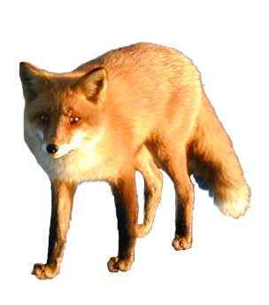 Fox PNG images Download