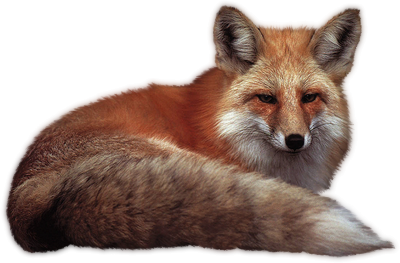 Fox PNG images Download