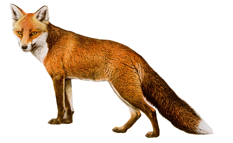 Fox PNG as imagens são gratuitas para download - Crazy Png-Png imagens