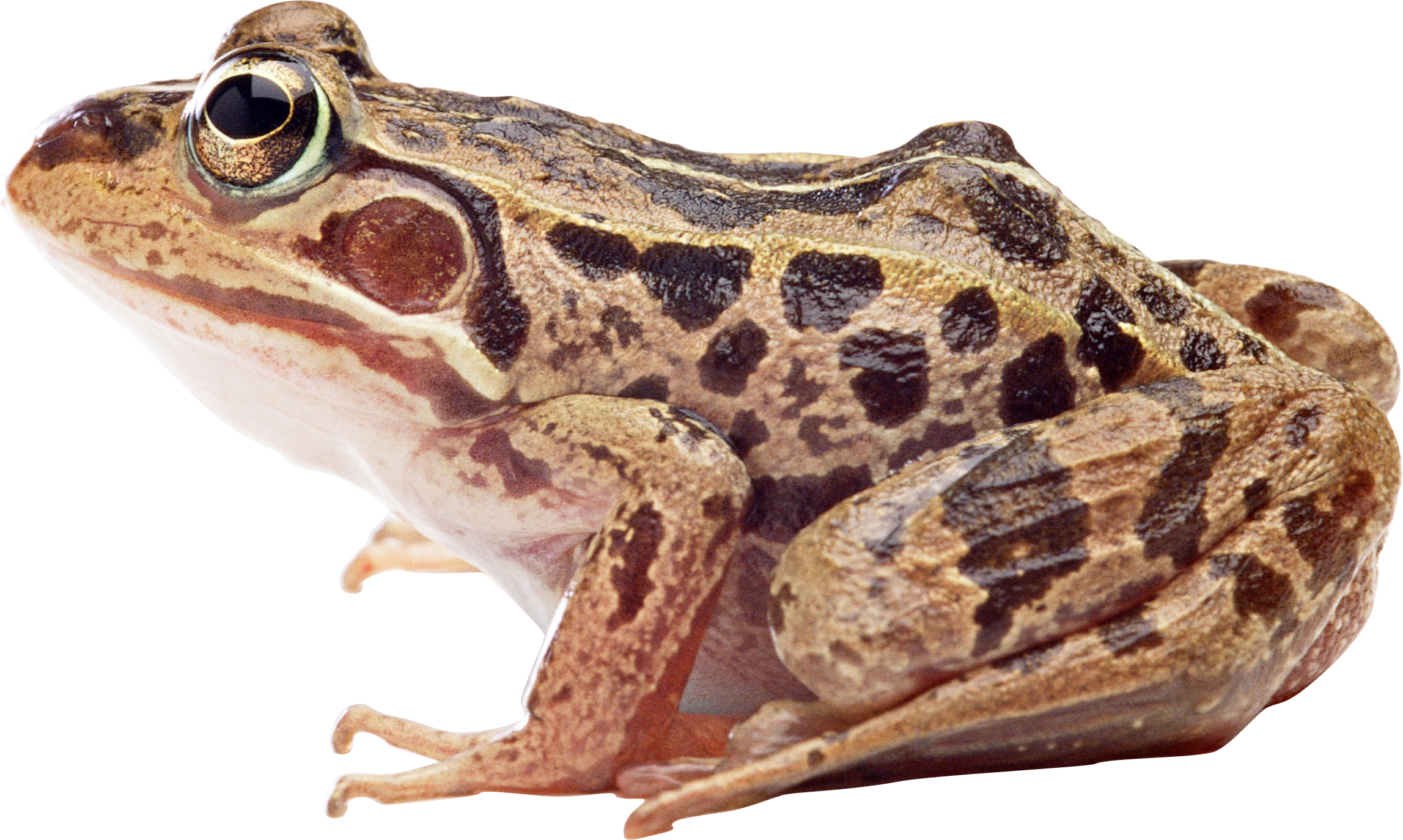 Frog PNG image free Download