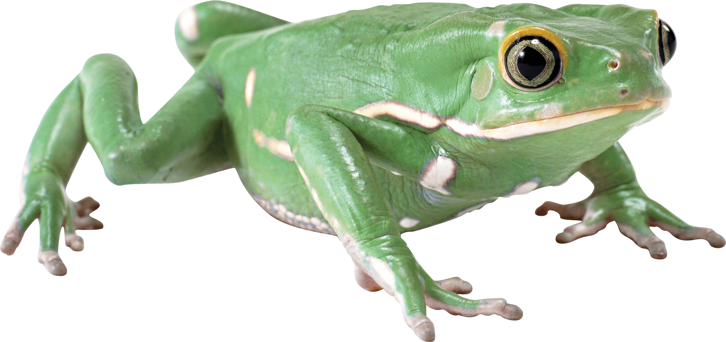 Frog PNG image free download image, frogs