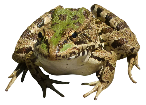 Frog PNG image free Download