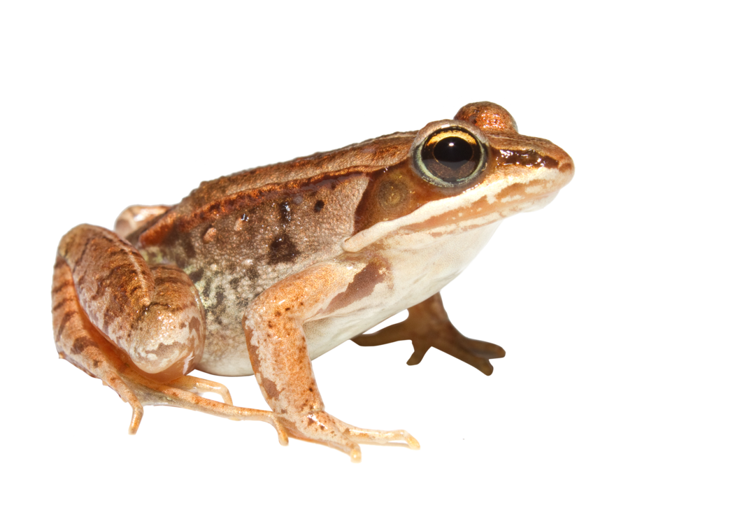 Frog Png