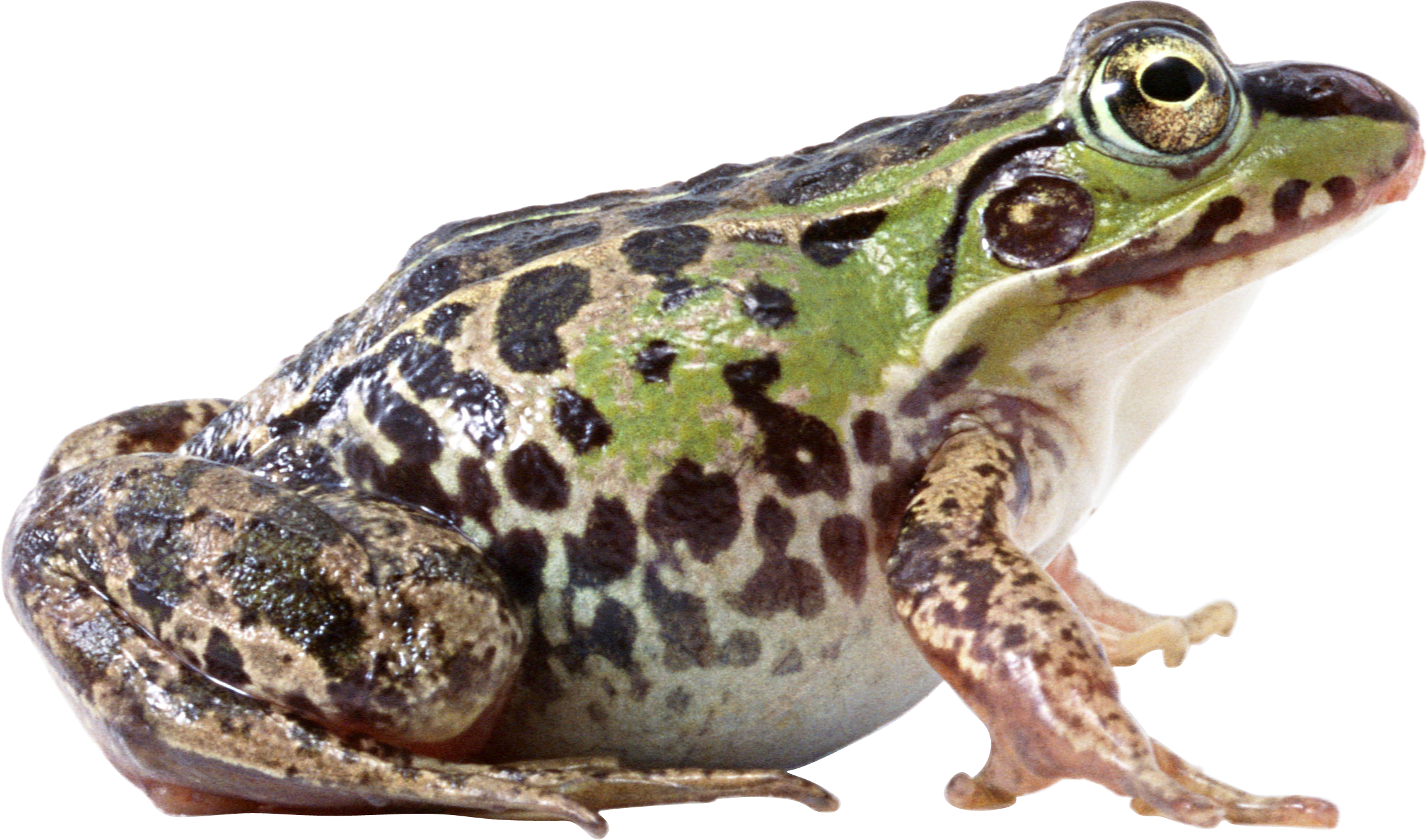 frog PNG image