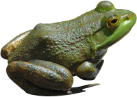 Зеленая лягушка PNG фото