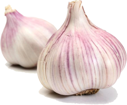 Garlic PNG image free Download