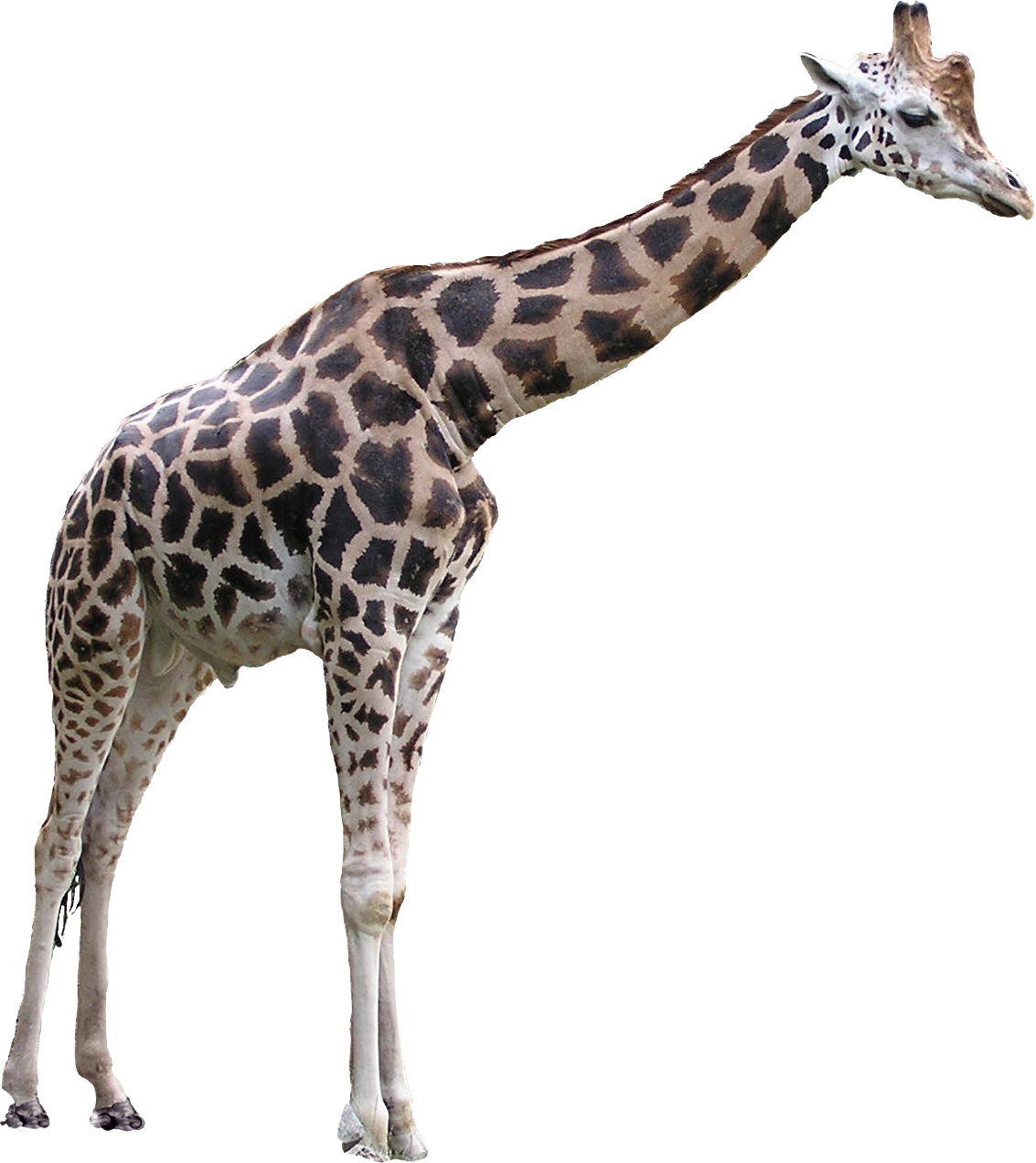 Giraffe PNG images Download
