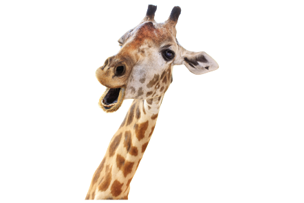 Giraffe PNG images Download