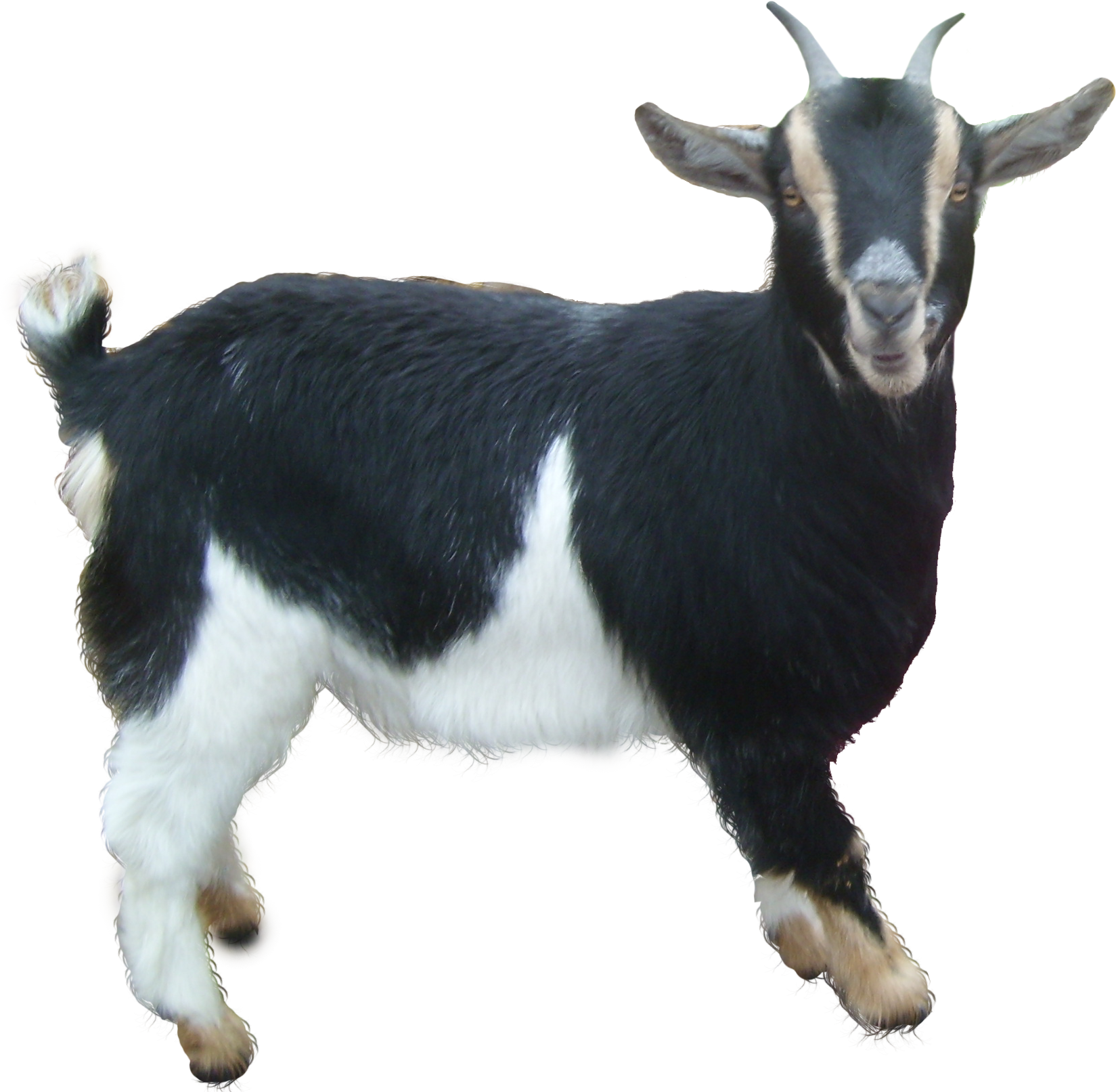 Goat PNG images Download