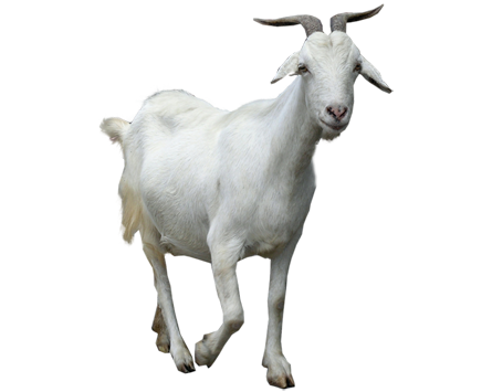 Goat PNG images Download