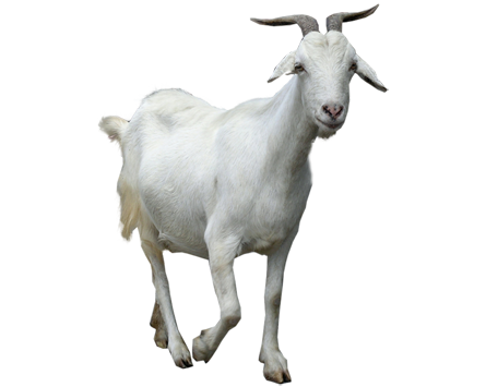 goat_PNG13151.png