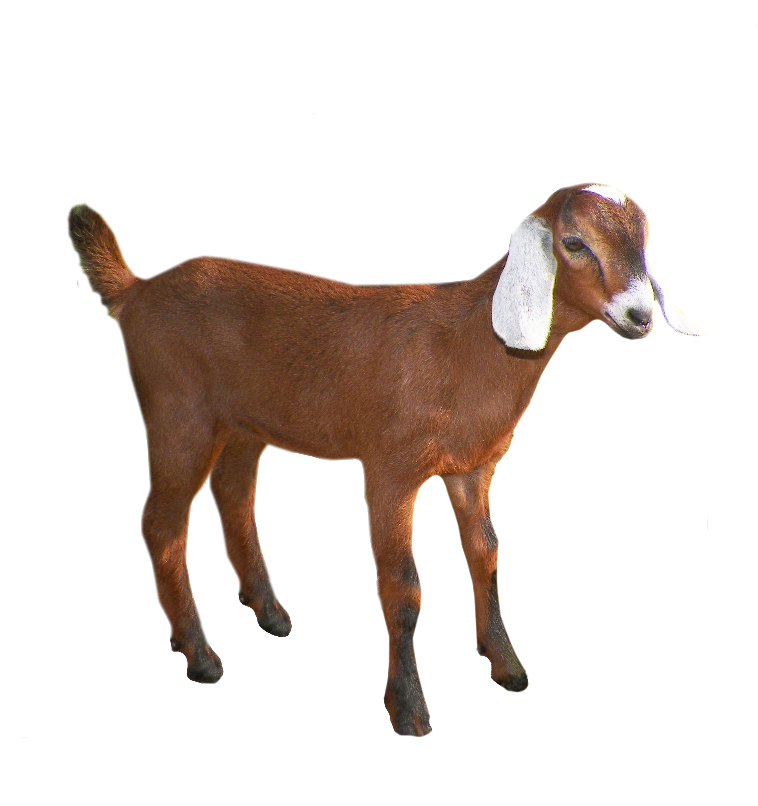 Goat PNG images free download, goat PNG