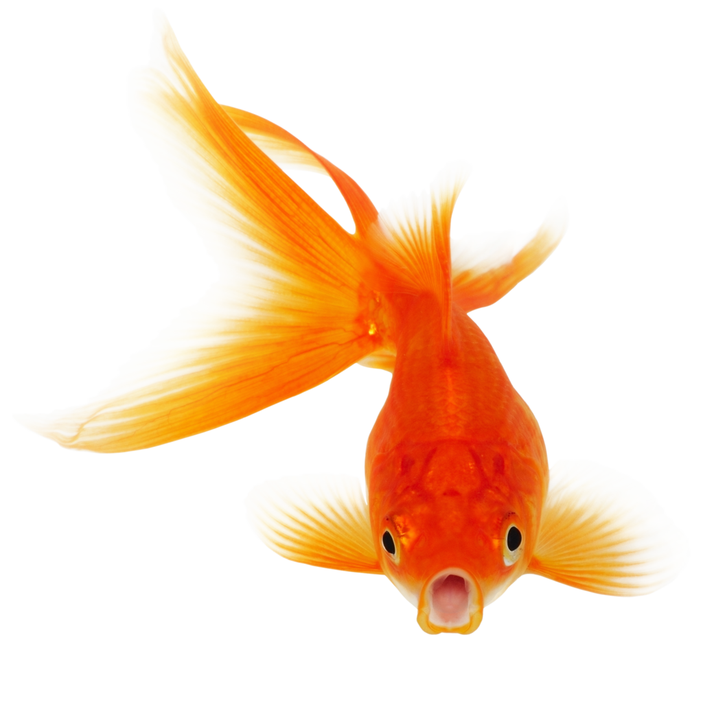 Goldfish PNG Goldfish PNG
