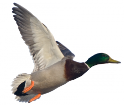 Goose PNG images Download