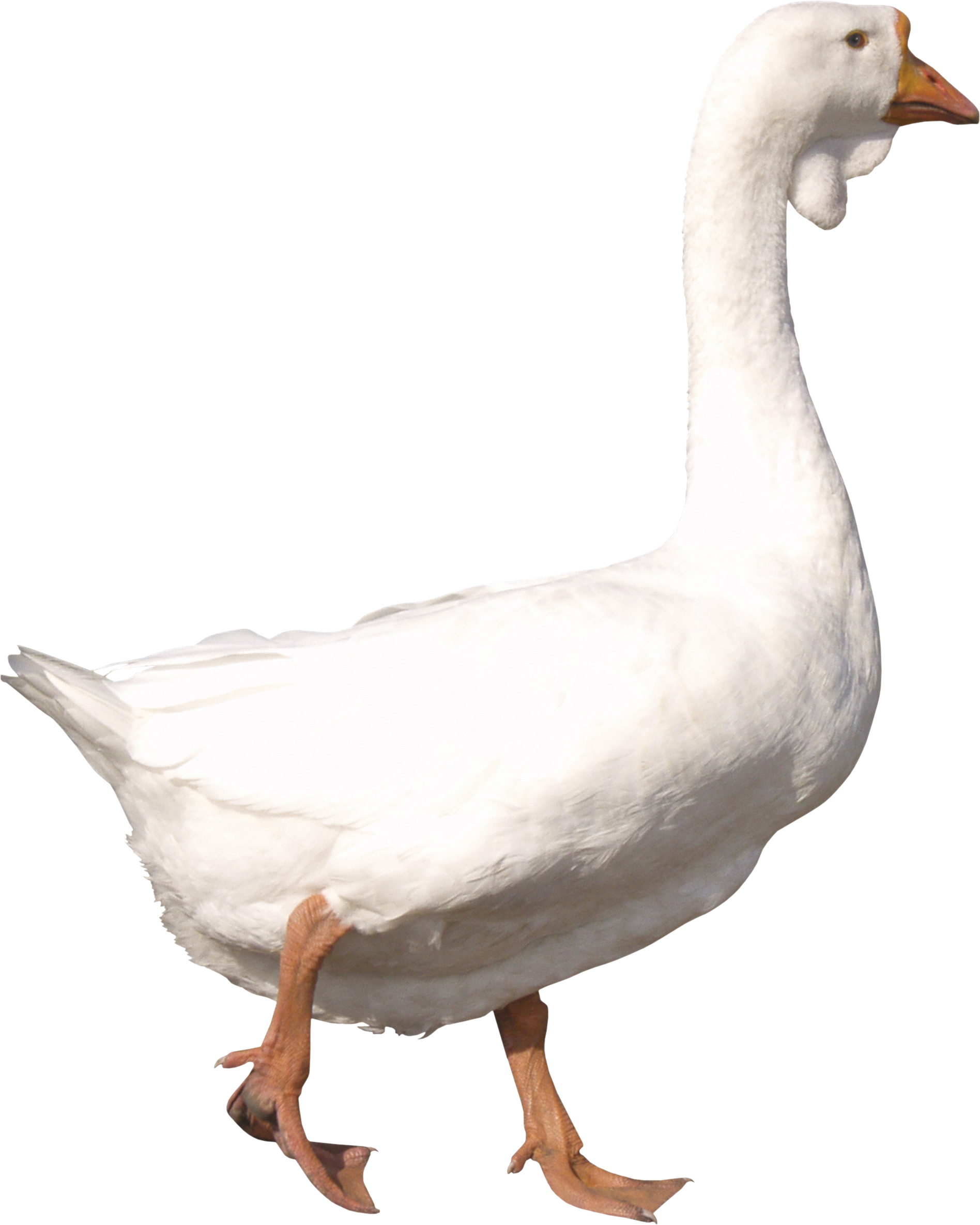 White goose PNG