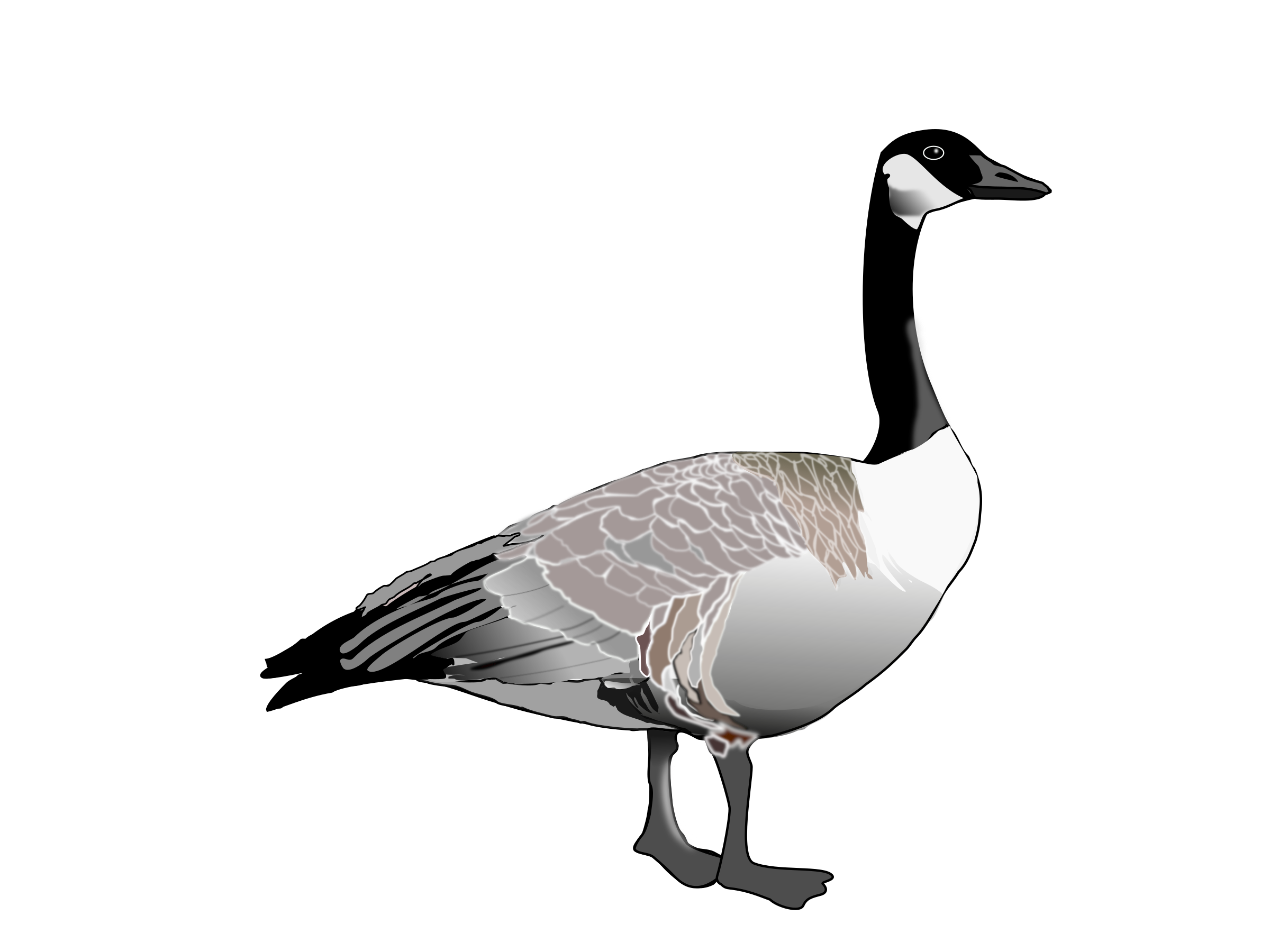Goose PNG images Download