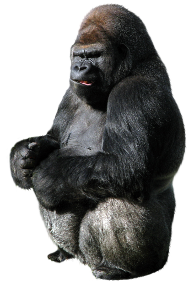 Gorilla PNG images Download