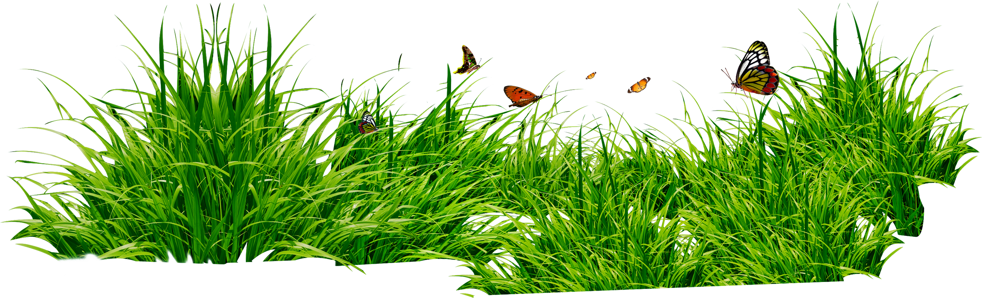 grass png image, green grass PNG picture