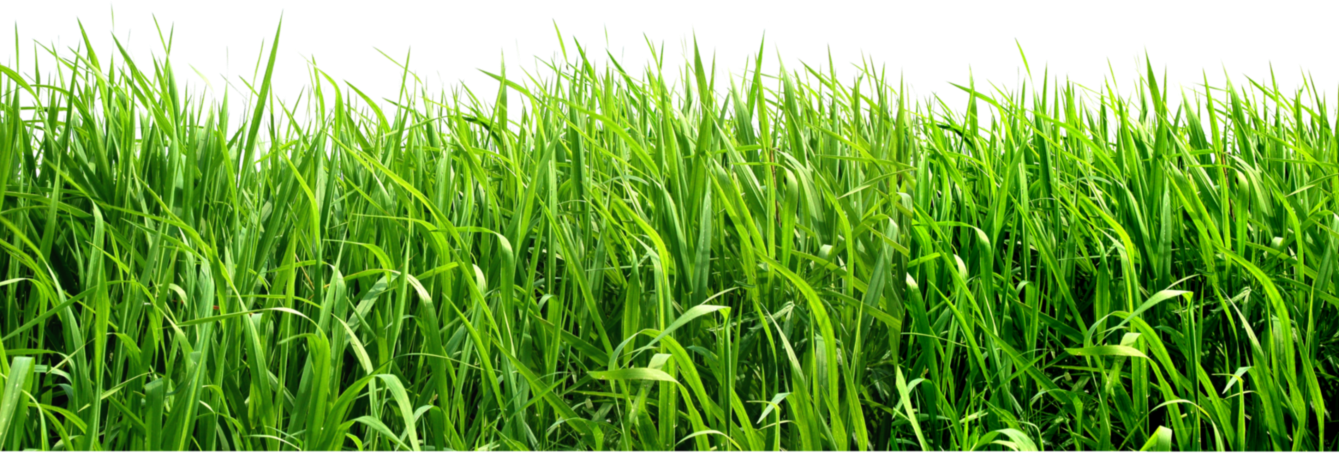 Grass PNG Images Pictures