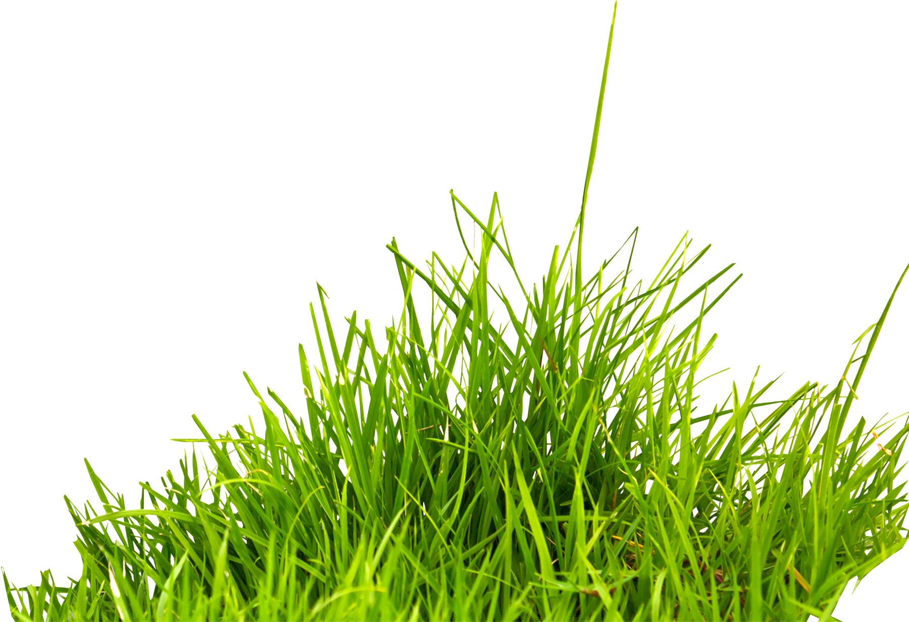 Grass PNG images, pictures