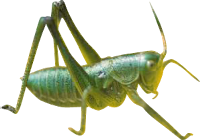 Grasshopper PNG images 