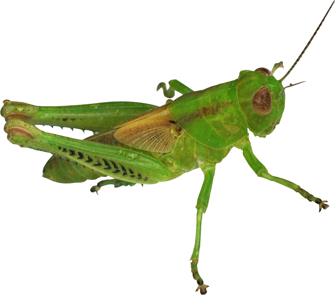 Saltamontes PNG