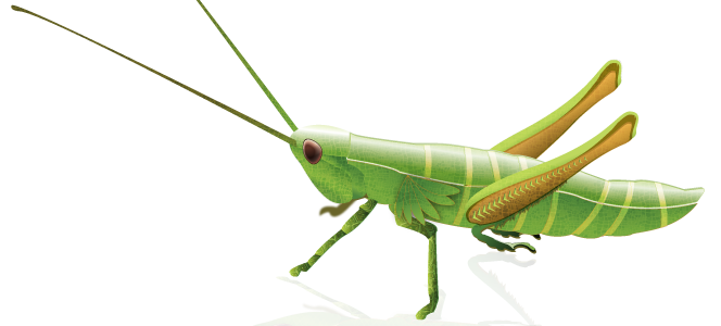 Grasshopper PNG images 