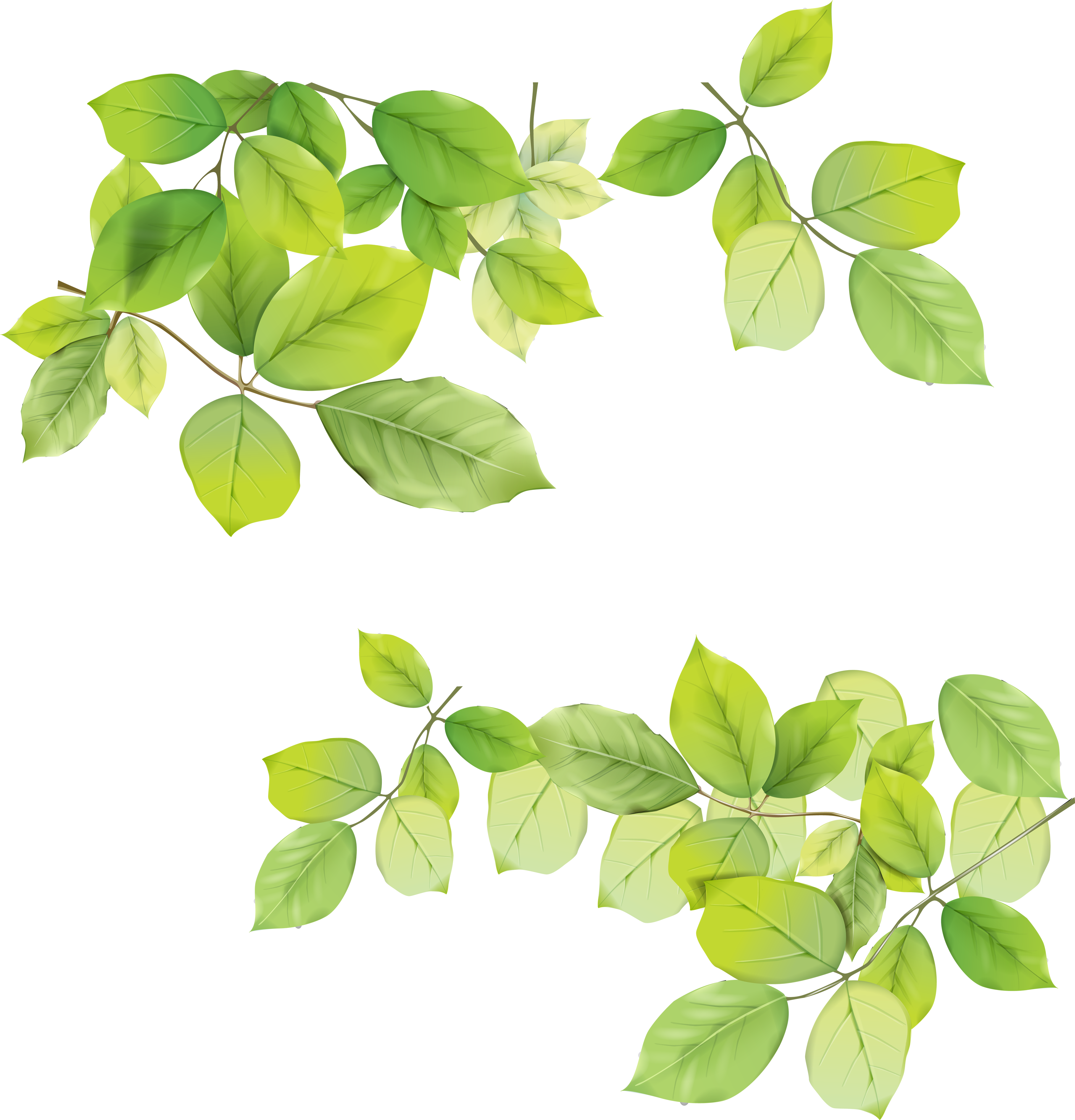 Hojas verdes PNG