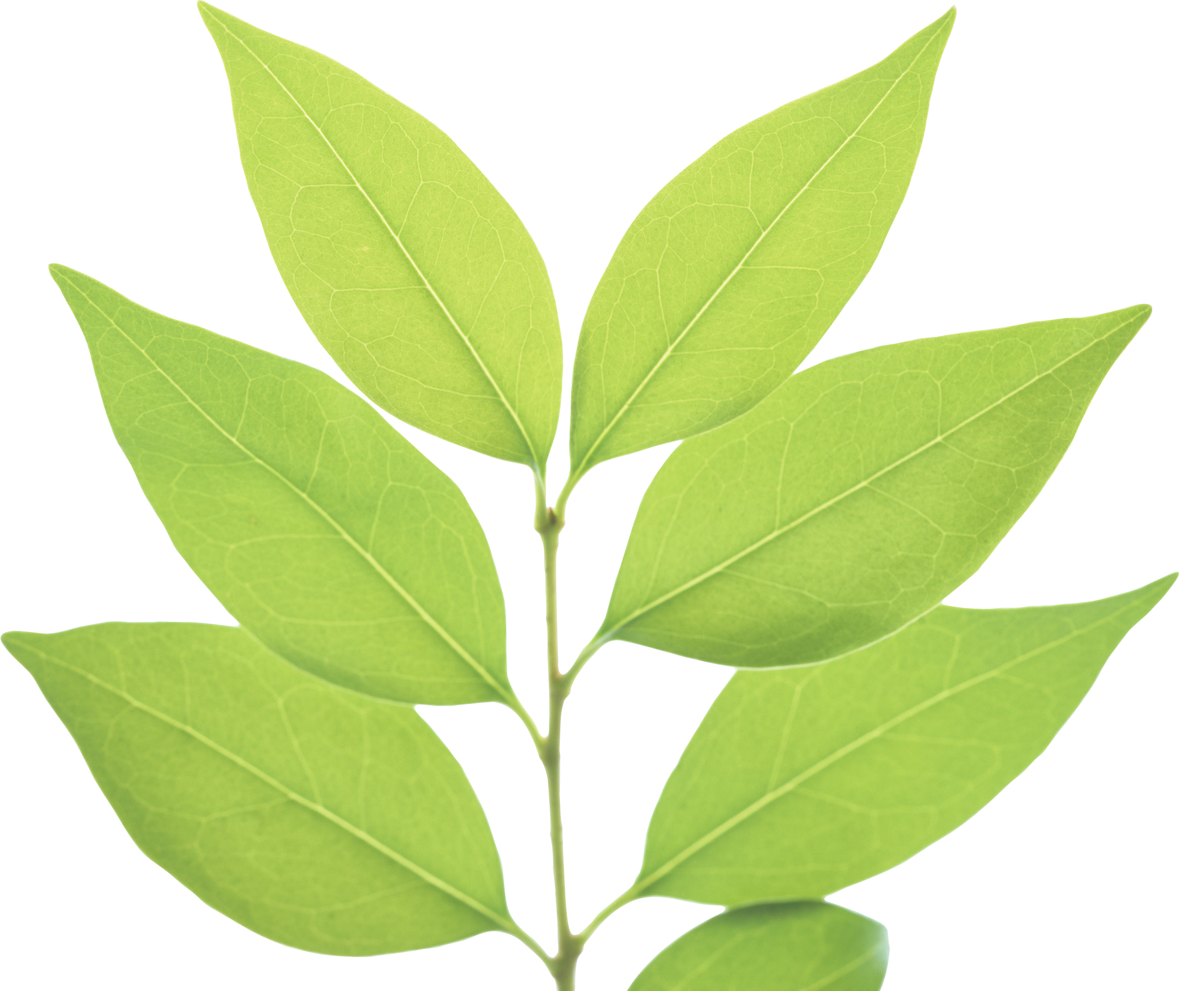 Green leaf PNG