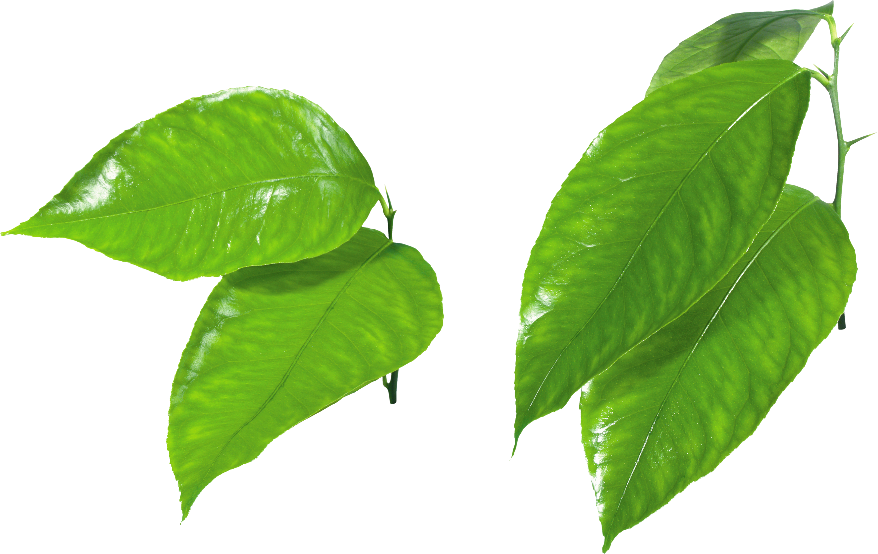 Green leaf PNG