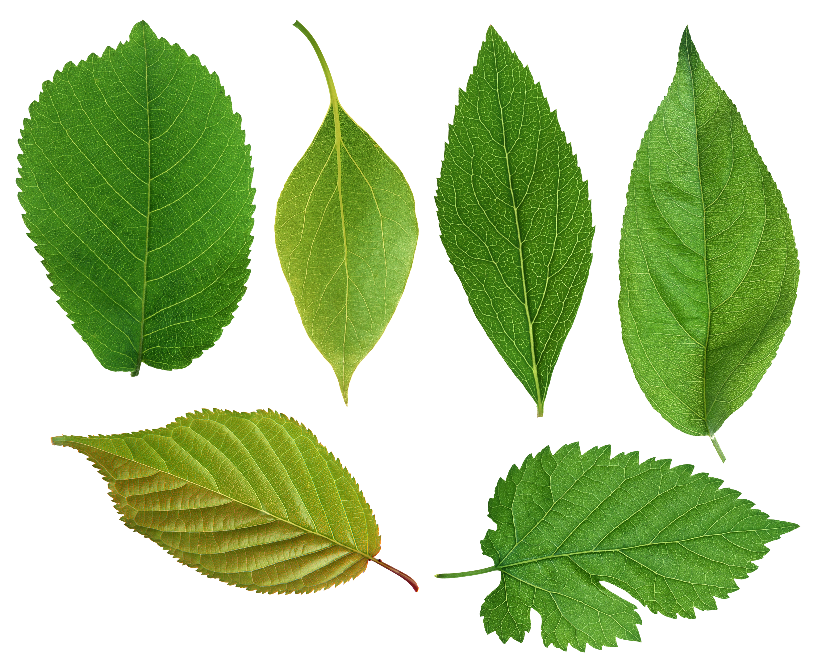 Green leaf PNG