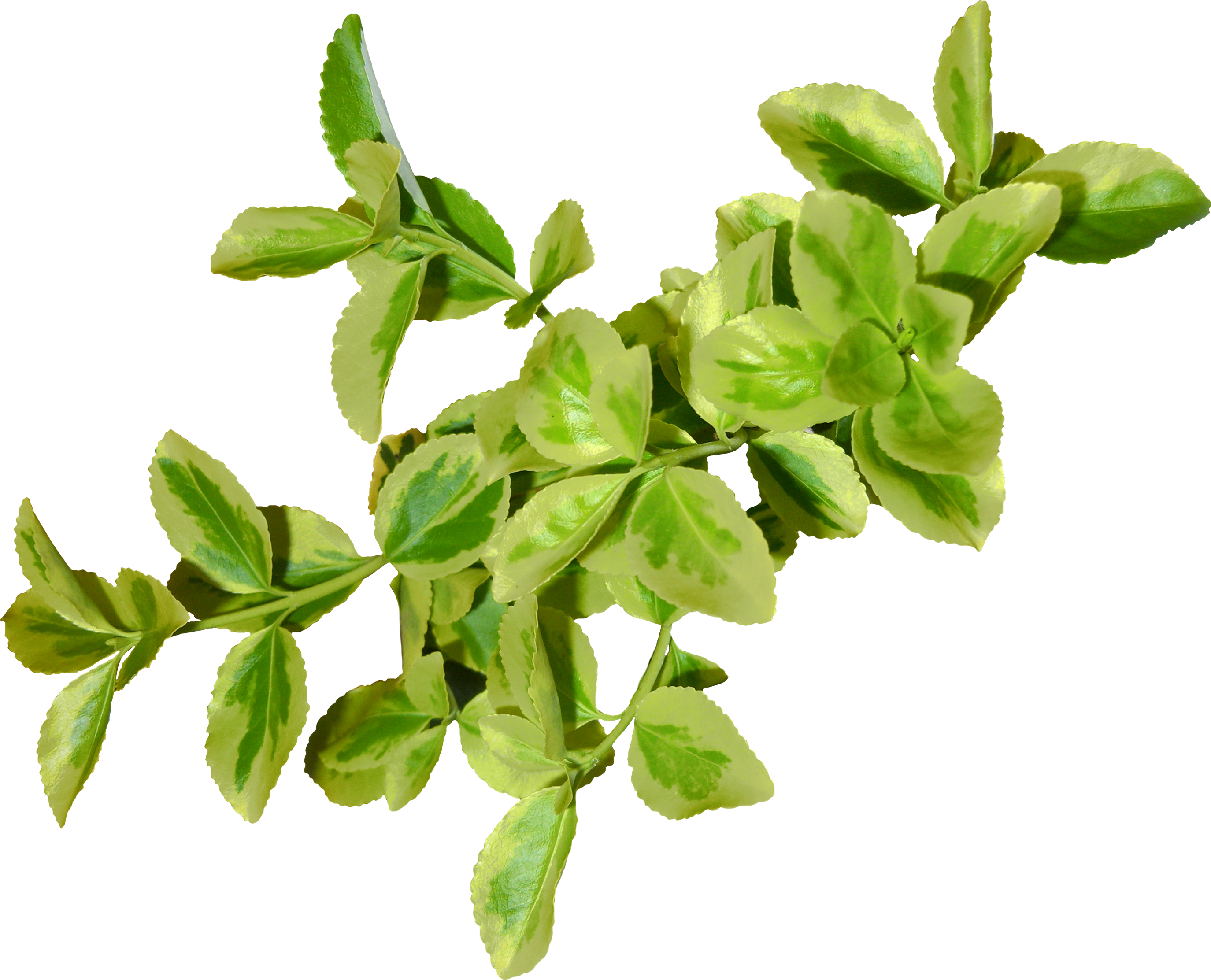 Green leaves PNG image free Download
