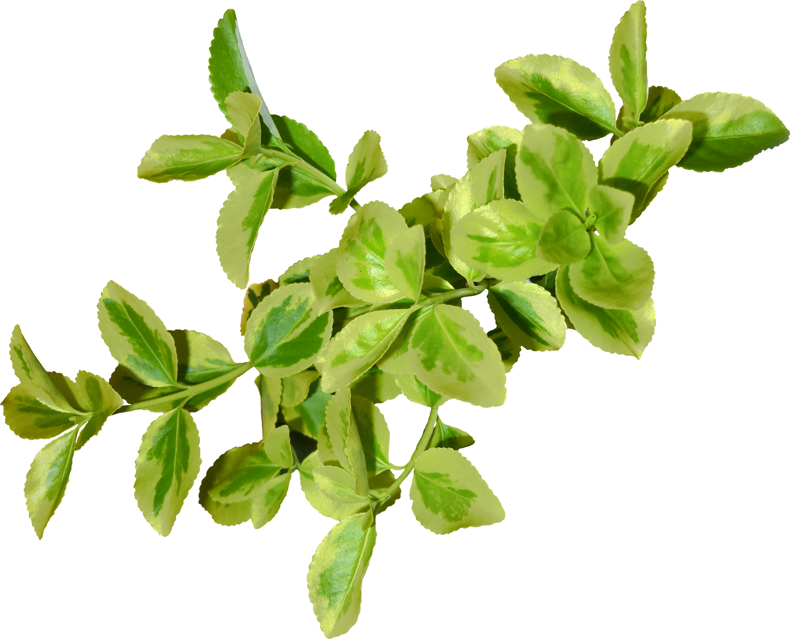 Green Maple Leaf Png