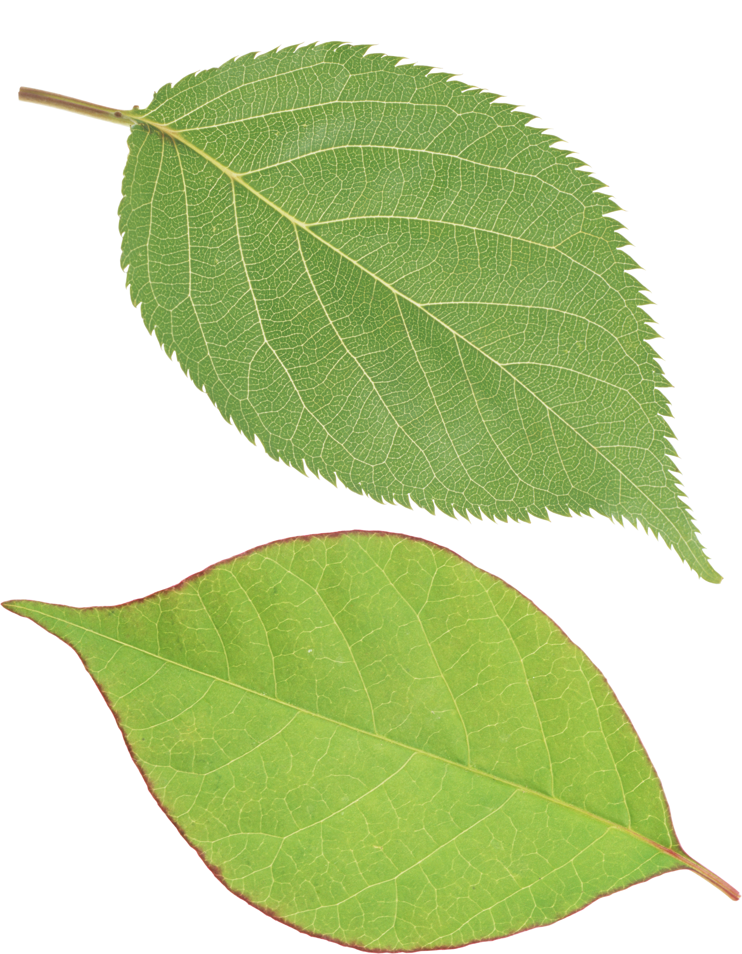 Green leaf PNG