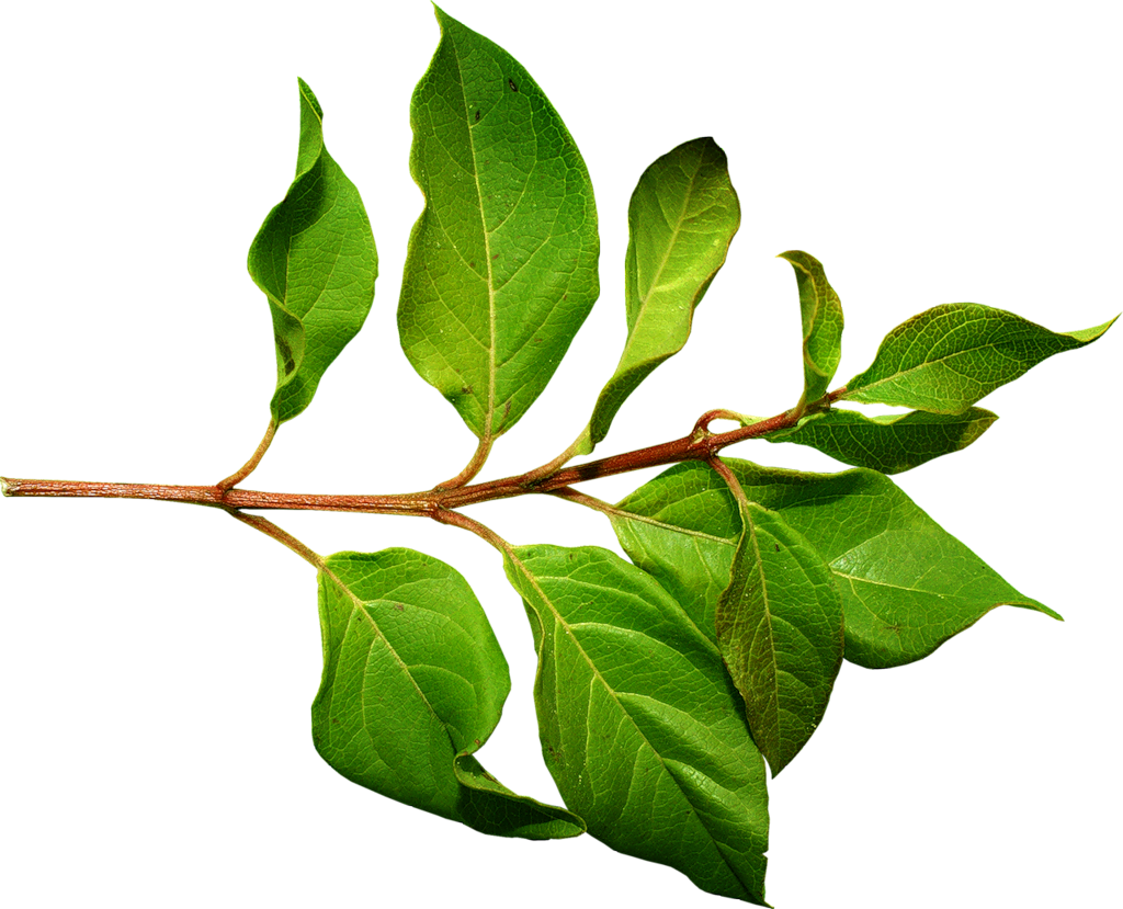 Green Leaves PNG Images Free Download Pictures