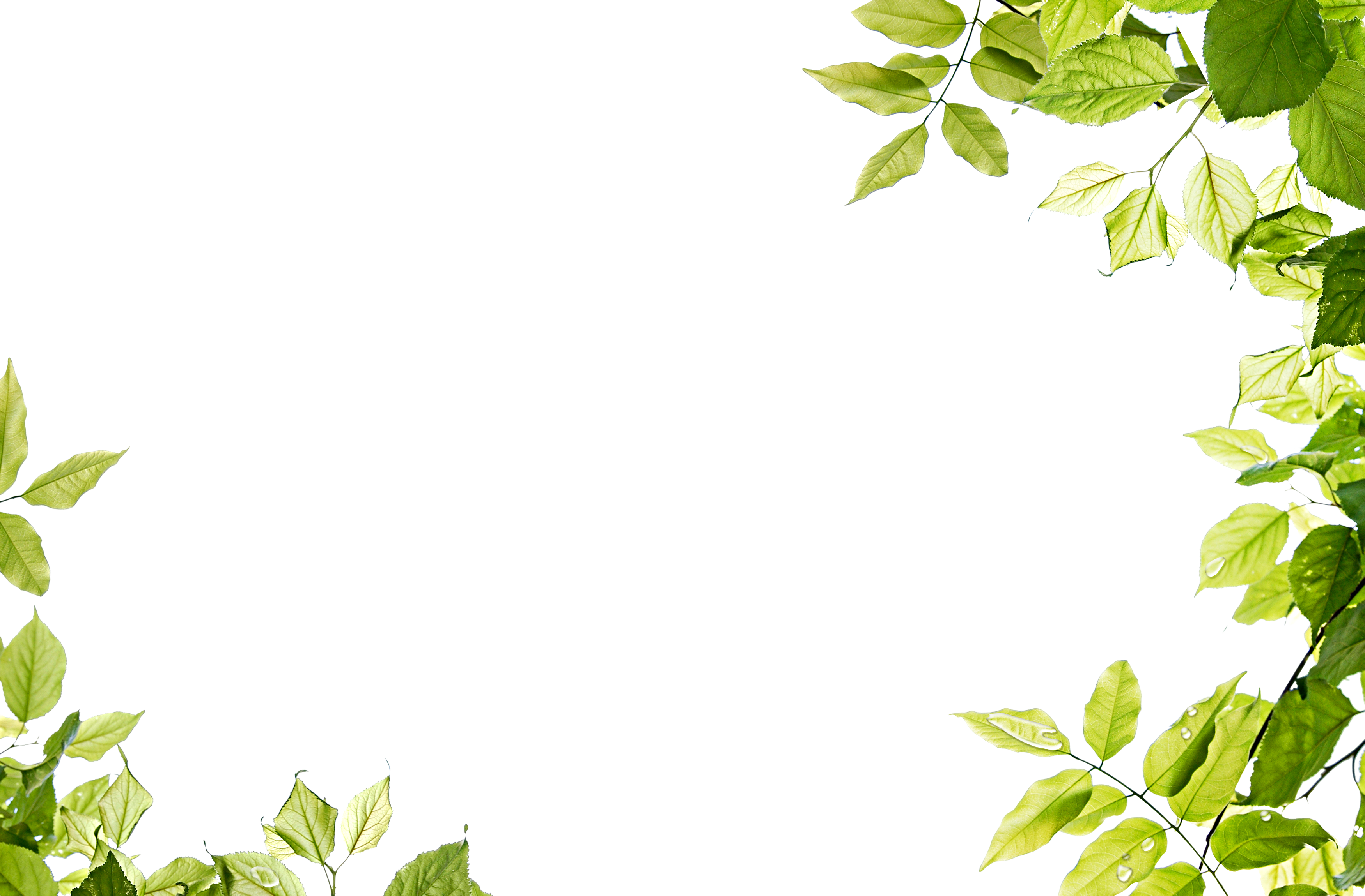 Green leaves frame PNG