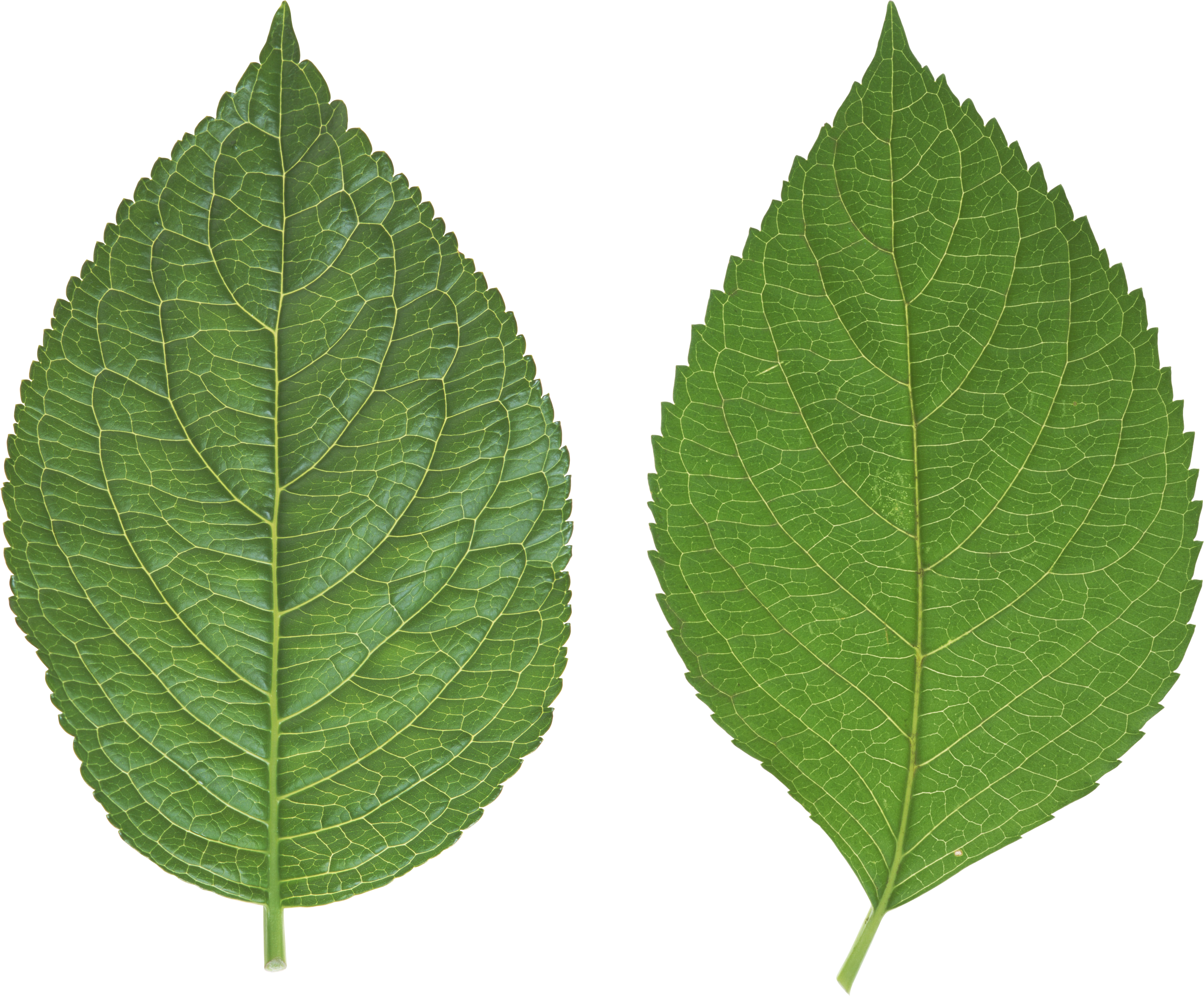 Green Leaves PNG Images Free Download Pictures