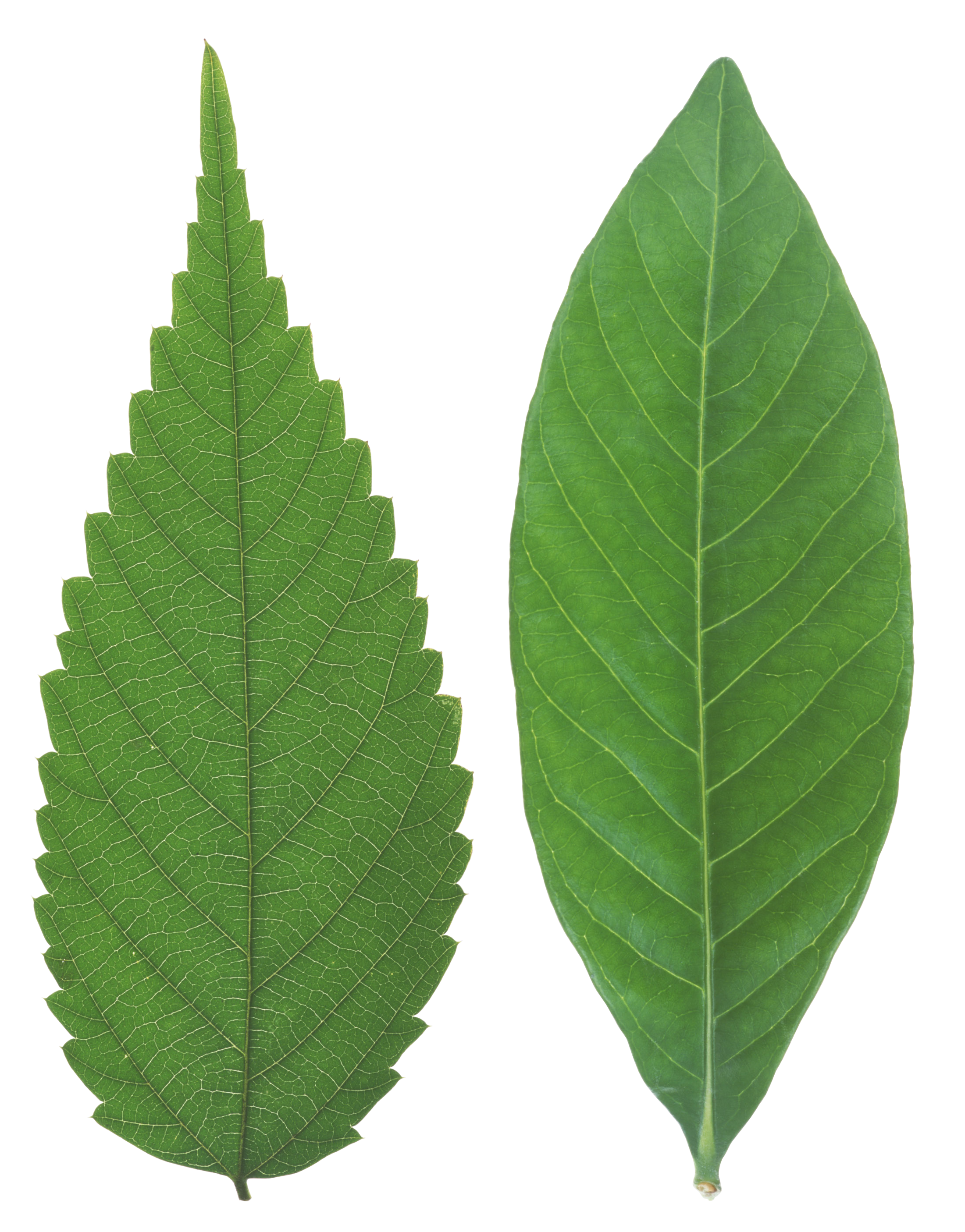 Green leaf PNG