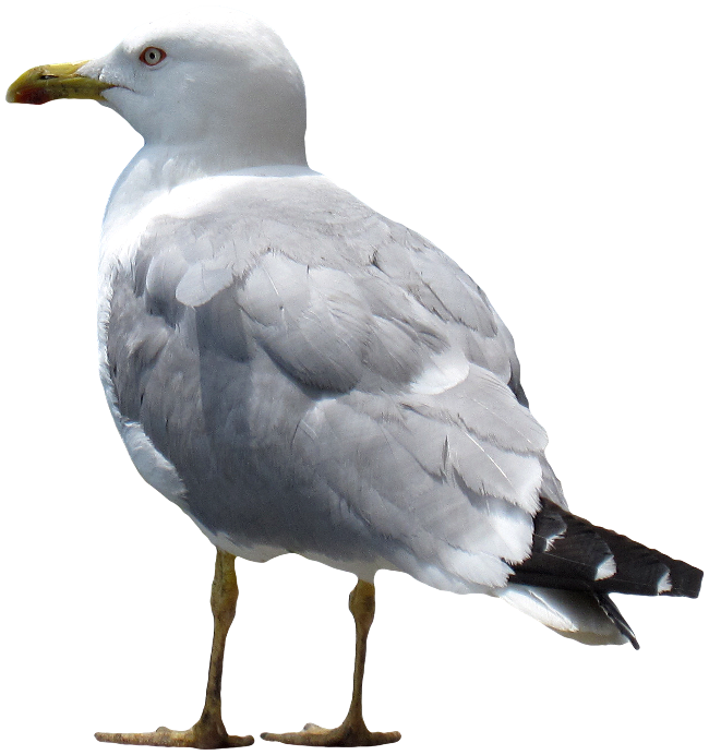 Gaviota PNG