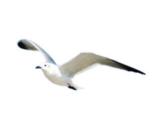 Gaviota PNG