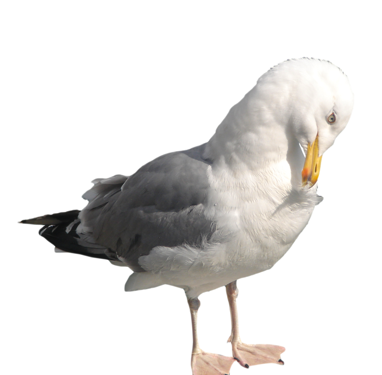 Gull PNG image free Download