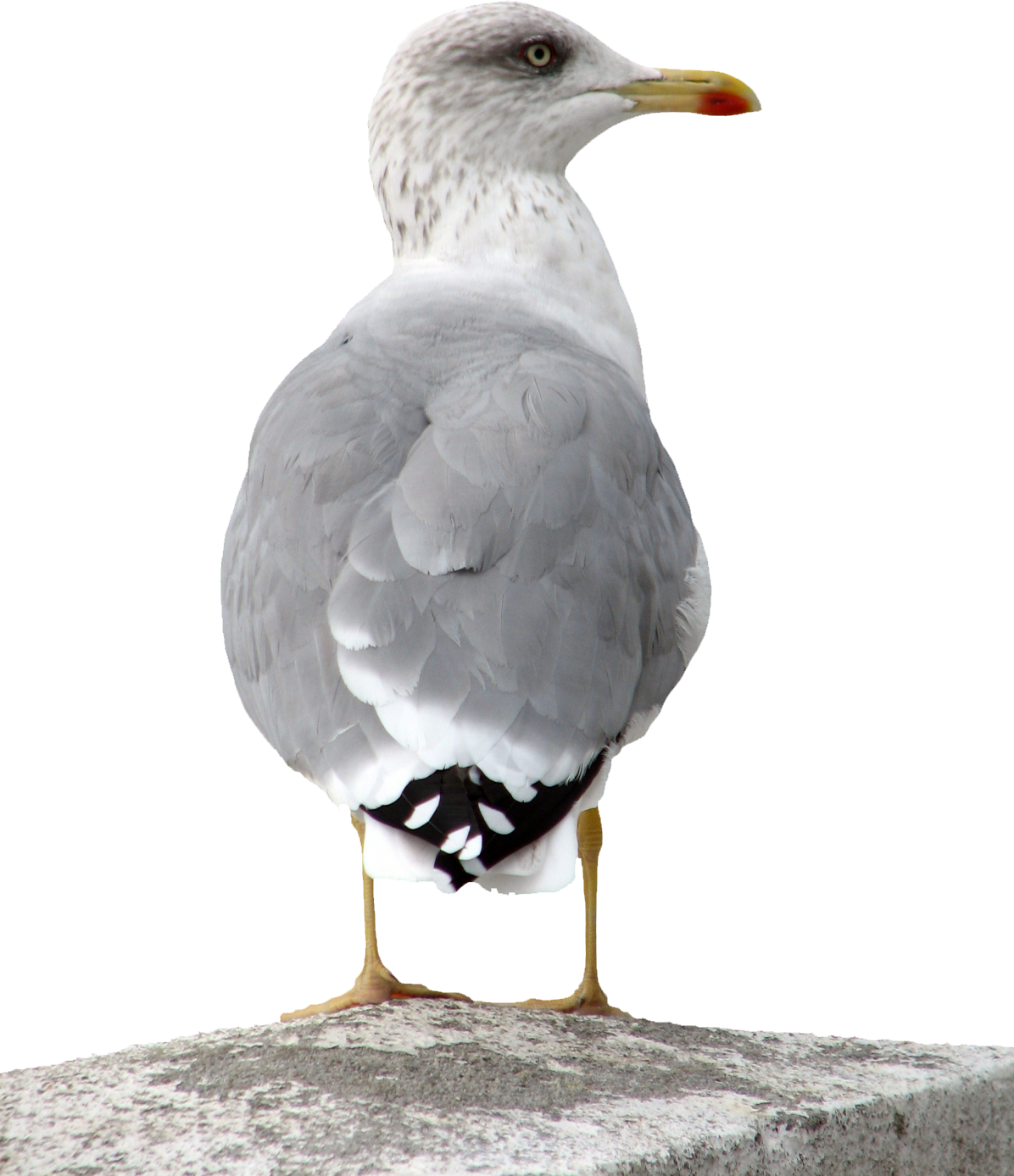 Gull PNG image free Download