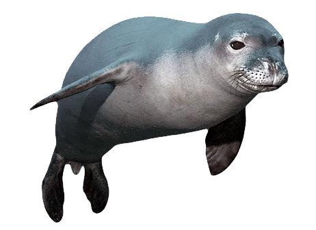 Harbor seal PNG images Download
