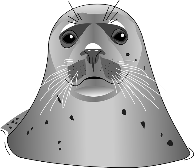 Harbor seal PNG images Download