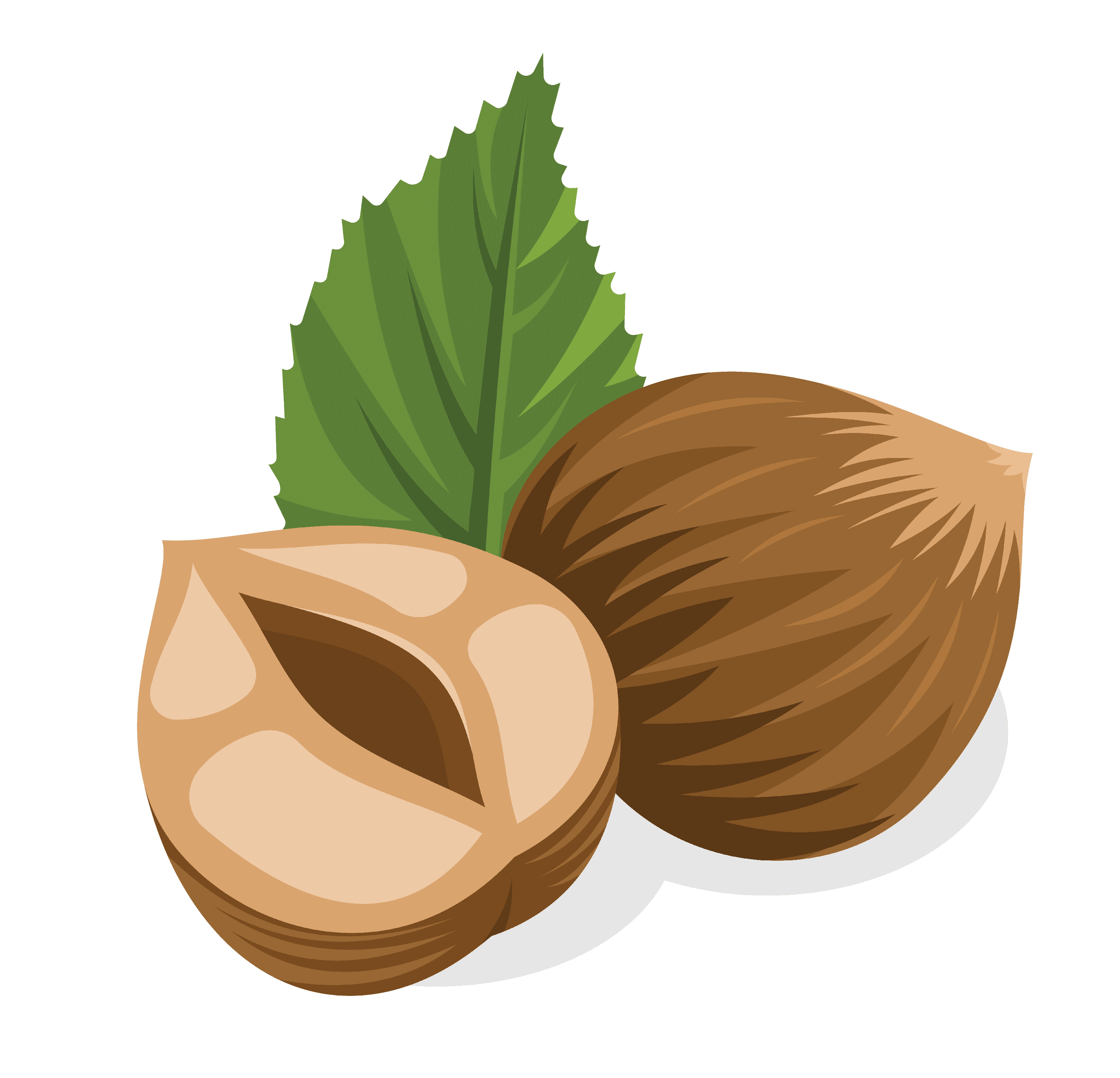 лесной орех, фундук PNG