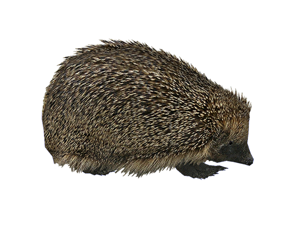 Hedgehog PNG images