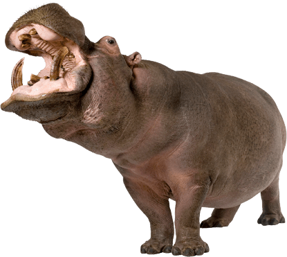 Hippo PNG image free Download